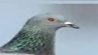 Mw3 stream