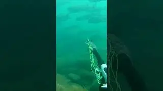 Глаза разбегаются от такого количества кефали.