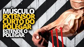 MÚSCULO EXTENSOR CURTO DO POLEGAR