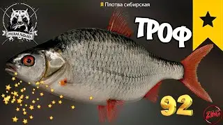 ПЛОТВА СИБИРСКАЯ  р. ТУНГУСКА ⭐ РУССКАЯ РЫБАЛКА 4 |  RUSSIAN FISHING 4🐟