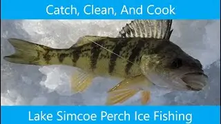 098BroD Lake Simcoe Catching Perch For Bro D Catch, Clean, Cook, And Will Bro D Eat!