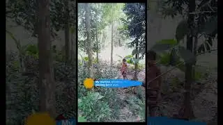 The old method of picking betel nuts by climbing trees