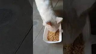 kucing lapar makan nasgor #cat #shortvideo #shorts