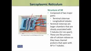 Sarcoplasmic Reticulum | Physiology (Theory) | ZOO519T_Topic035