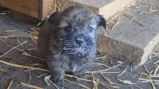 Собачка которую хозяева привязали к ограде с щенками, радуется жизни