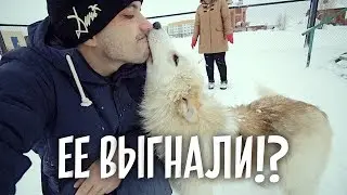 Челлендж! Приюти бездомную собаку.