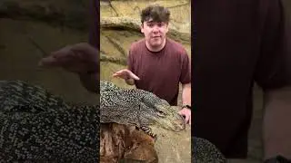 Real Life Giant Tree Dragon *INSANE* #shorts #reptiles #animals #lizard #dinosaur #science
