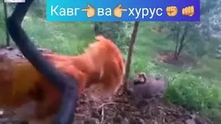 Кавг 👈ва👉хурус 👊чанг 2021! Петух против курапатка  посмотрите и жмите лайк  !