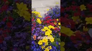 BEAUTIFUL PERRENIALS 