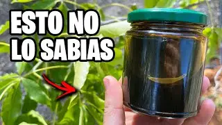 NO uses ACEITE DE NEEM Sin ver ESTO!! Adiós PLAGAS y HONGOS del Huerto y Jardín | La Huerta de Ivan