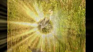 de reiger op jacht