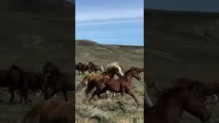 Күрең айғыр неге жағаласып жүр екен😅