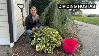 Divide Hostas in 6 Easy Steps