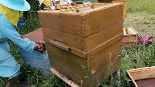 Вынимаем расплод из улья и соединяем его с новым роем