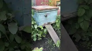 Неправильный мед. 🍯                                 #юмор