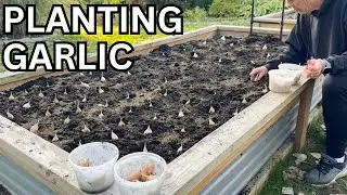 PLANTING GARLIC / How To Grow Garlic In The North