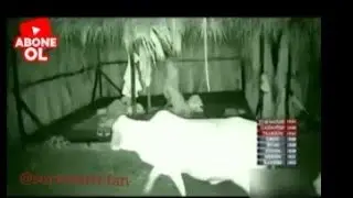Survivor 2020 Adayı Hayvanlar bastı inekler indi (inek ,kertenkele)