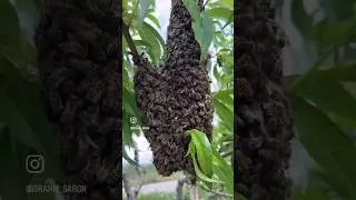Sert rüzgarlara rağmen arı oğulunu aldık #arı #bee