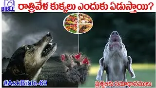 రాత్రివేళ కుక్కలు ఎందుకు ఏడుస్తాయి? Why Night time Dogs Roaring ||BibleUnknownFactsTelugu||