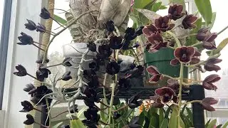 Growing Fdk. After Dark in the Midwest | Blooming Orchids without Fertilizer
