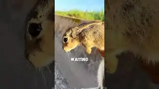 This man saves rabbit friend ❤️ 