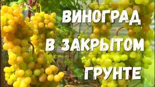 Мой виноградник в закрытом грунте на начало августа / Виноград в августе уход