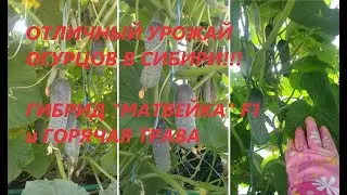 Как вырастить огурцы в Сибири? Горячая трава_Growing cucumbers with hot grass