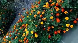 Бархатцы