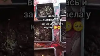 ПЛЕСЕНЬ на рассаде Петунии / Взошла Петуния / Вытянулась рассада #shorts
