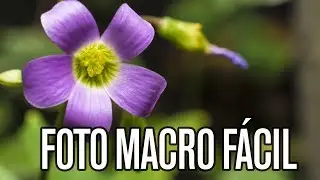Cómo tomar fotos macro fácil - HIPERFOCAL
