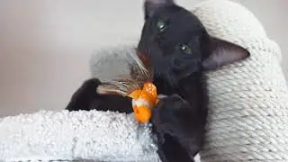 Oriental Cat VS Bird | Cat Toy Review