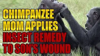 Monkey Love: Mama Chimp Applies First Aid To Wounded Son -- With Insect Remedy