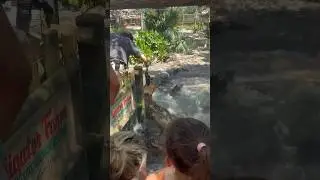 Alligator farm 🐊 #florida