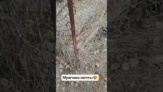 Мужчина мечты😍😍 #блогер #кот #животные #мужчина