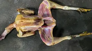 Natukodi cutting skills | Country Chicken Cutting Skills