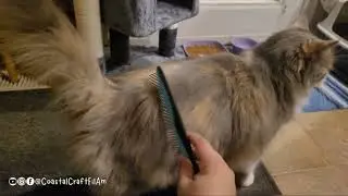 UNBOXING: Cat Grooming Kit