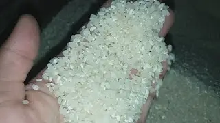 Gurlan sholi xoroz