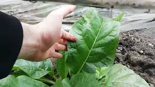 mandrake