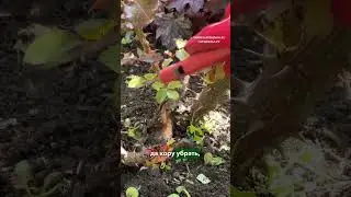Корректировка розового куста 🌹