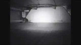 Wild Agile Antechinus