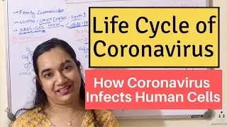How the Coronavirus Infects Human Cells | Coronavirus Life Cycle | What is SARS-CoV-2 & COVID-19?