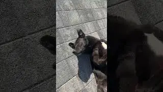 Жизнь удалась , лежу отдыхаю ни кому не мешаю 😂🤣😅 Адлер , февраль 2024 #shorts