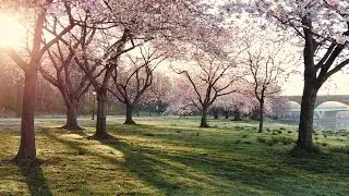 Spring Blooms X Social Distance
