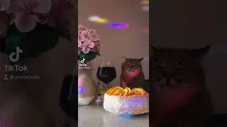 Обычный вечер кота Степана
