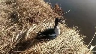 Охота на селезня весной, на красивой реке Мана