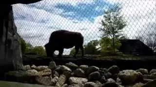 -Biology II Field Trip- Brookfield Zoo (2015)