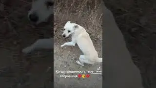 Преданный друг