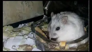 Будни хомяка Джерри 2 ч.