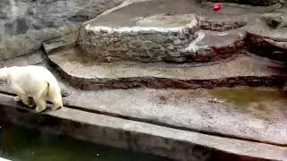 Поездка в Зоопарк г. Николаев 2019 год. Белый медведь играет с мячом.
