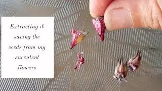 Extracting & saving the seeds from my succulent flowers 🌸 How I store them for future planting